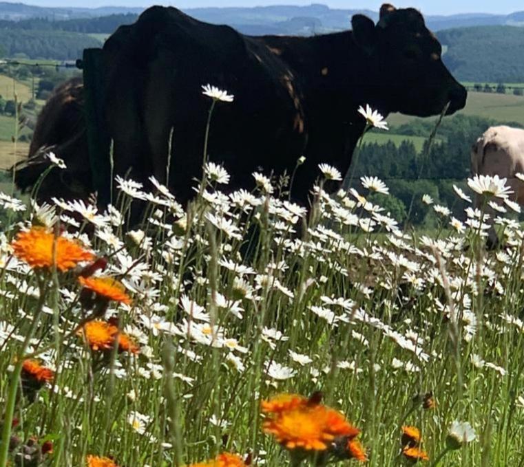 Urlaub Mit Hund Auf Dem Bauernhof Hofswald Διαμέρισμα Euscheid Εξωτερικό φωτογραφία