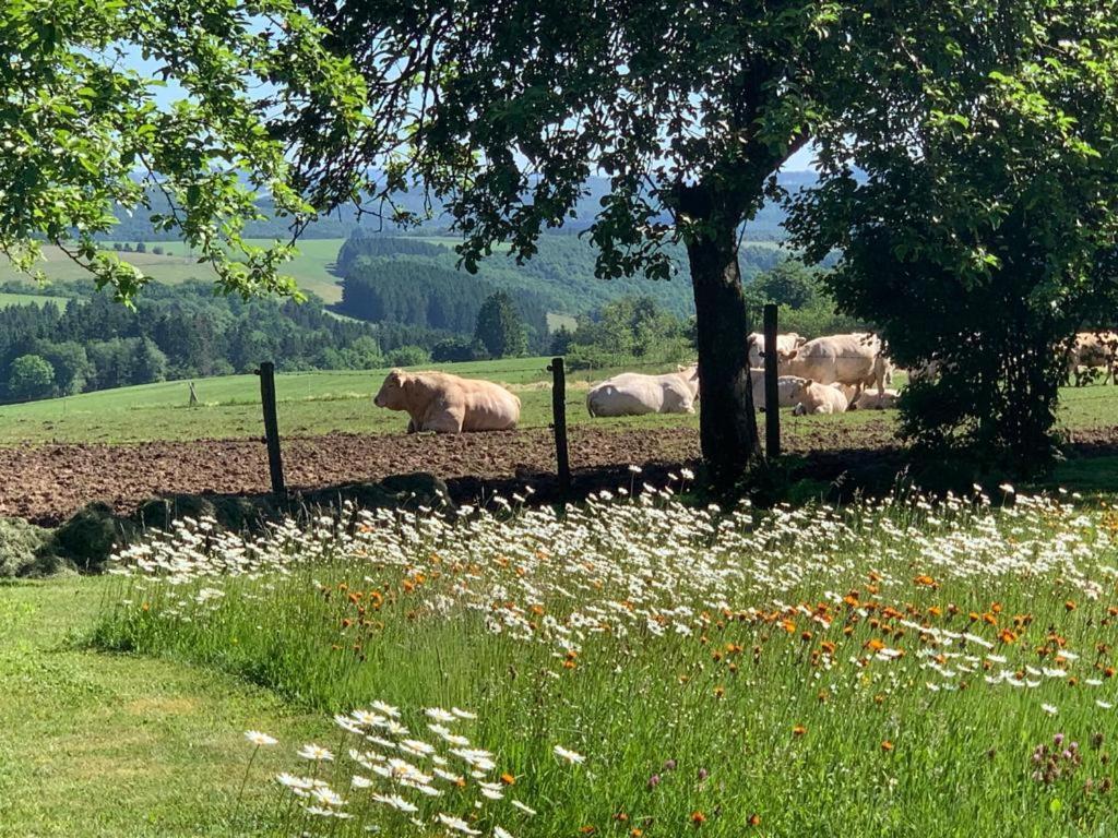 Urlaub Mit Hund Auf Dem Bauernhof Hofswald Διαμέρισμα Euscheid Εξωτερικό φωτογραφία